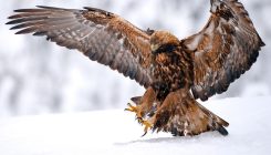 [:es]Neanderthals may have trapped golden eagles 130,000 years ago[:]