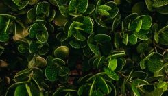 [:es]Doble efecto de la luz en la infección de las plantas[:]