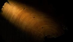 [:es]Chronicles of the Rings: What Trees Tell Us[:]