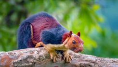 [:es]Yes, Giant Technicolor Squirrels Actually Roam the Forests of Southern India[:]