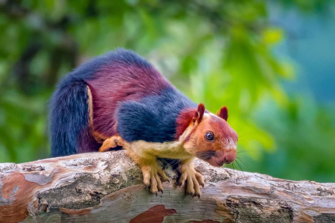 [:es]Yes, Giant Technicolor Squirrels Actually Roam the Forests of Southern India[:]