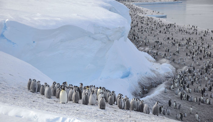 [:es]Emperor penguins flee unsteady ice after ‘unprecedented’ failure to breed[:]