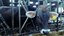 [:es]Esnea ekoizteko, bertako ala kanpoko proteina erabili?[:]