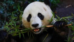 [:es]El animal con dieta vegana que le alimenta como si fuese carne[:]