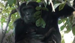 [:es]El jefe chimpancé que acunó a la bebé en lugar de matarla[:]