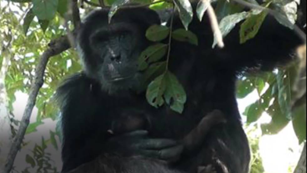 [:es]El jefe chimpancé que acunó a la bebé en lugar de matarla[:]