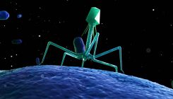 [:es]El retorno de los virus devoradores de bacterias[:]