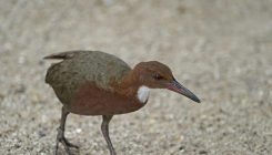 [:es]What an Extinct Bird Re-Evolving Says About “Species”[:]