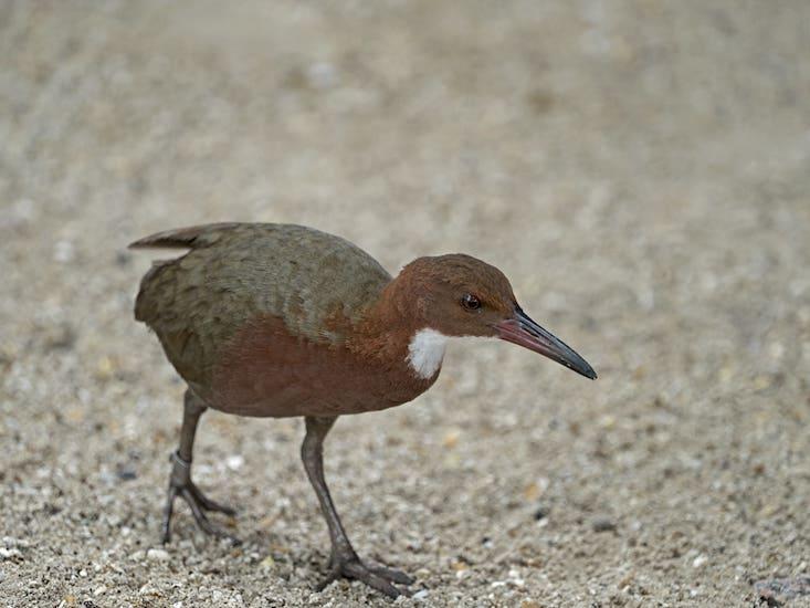 [:es]What an Extinct Bird Re-Evolving Says About “Species”[:]