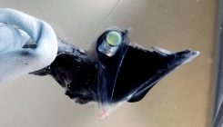 [:es]For fish in the inky blackness, colours abound[:]