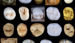 [:es]Neanderthals and modern humans parted company earlier than thought[:]