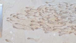 [:es]Fossilised fish flock together[:]