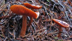 [:es]‘Wood wide web’—the underground network of microbes that connects trees—mapped for first time[:]