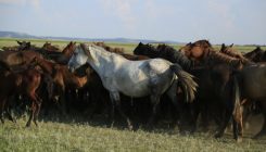 [:es]El ADN de los caballos reconstruye la historia de su domesticación[:]