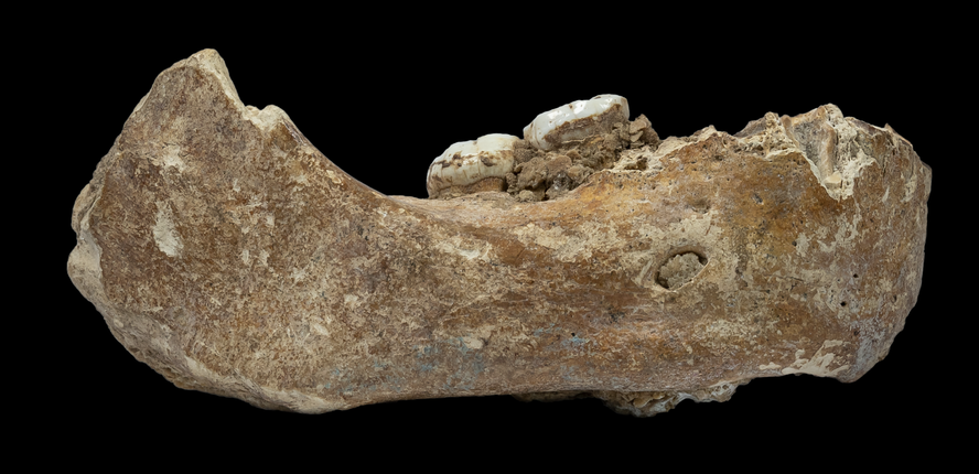 [:es]Denisovatik kanpoko lehen denisovartzat jo dute Tibeteko lautadan aurkitutako fosil bat[:]