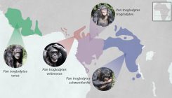 [:es]Un atlas genético para frenar el tráfico ilegal de chimpancés[:]