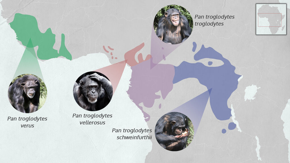 [:es]Un atlas genético para frenar el tráfico ilegal de chimpancés[:]