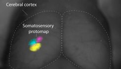 [:es]El cerebro configura nuestro mapa sensorial antes de nacer[:]