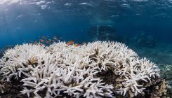 [:es]Humans are driving one million species to extinction[:]