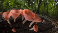 [:es]Billion-year-old fossils set back evolution of earliest fungi[:]