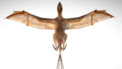 [:es]Cuando los dinosaurios volaban como murciélagos[:]