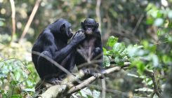 [:es]Las bonobos ayudan a sus hijos a encontrar hembras porque quieren ser abuelas[:]