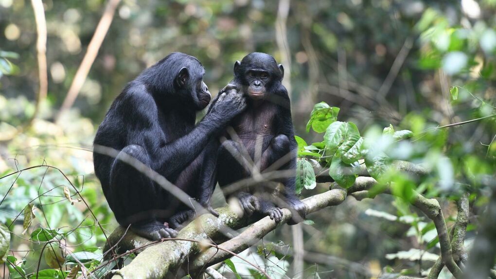 [:es]Las bonobos ayudan a sus hijos a encontrar hembras porque quieren ser abuelas[:]