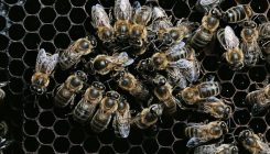 [:es]Striking Down the Queen Won’t Save You From the Swarm[:]