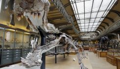 [:es]Why Crocodiles Are Not Just Living Fossils[:]