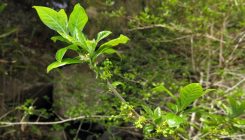 [:es]Solving a Leafy Mathematical Mystery[:]