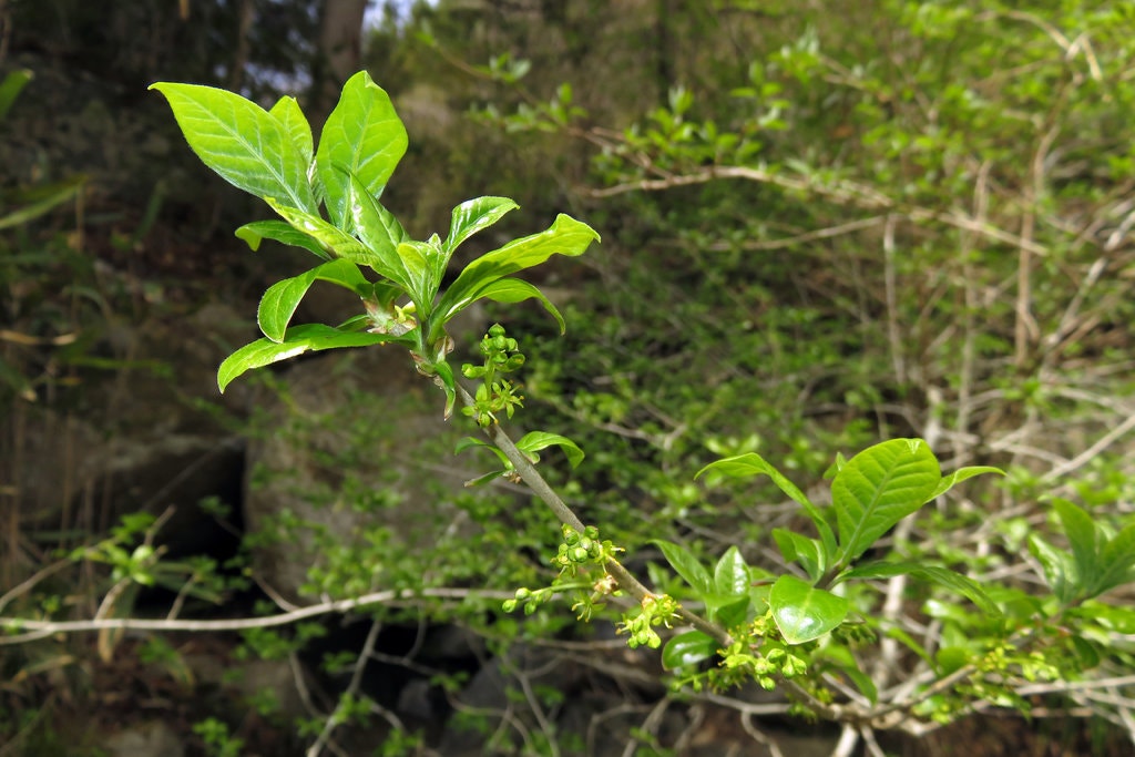 [:es]Solving a Leafy Mathematical Mystery[:]