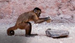 [:es]Un linaje de monos lleva tres milenios adaptando herramientas[:]