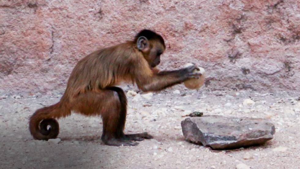 [:es]Un linaje de monos lleva tres milenios adaptando herramientas[:]