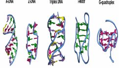 [:es] Helix no more. Researchers find a new DNA shape[:]
