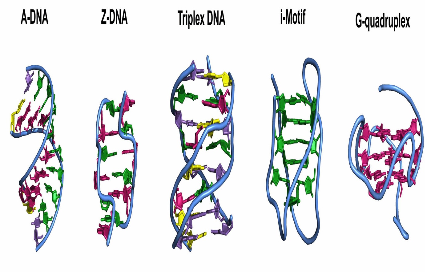 [:es] Helix no more. Researchers find a new DNA shape[:]