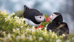 [:es] Bird deaths and climate link questioned[:]