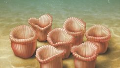 [:es] Ediacaran organisms grouped together to access food[:]