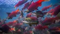 [:es]El cambio climático altera el ciclo vital de los salmones rojos del Pacífico [:]