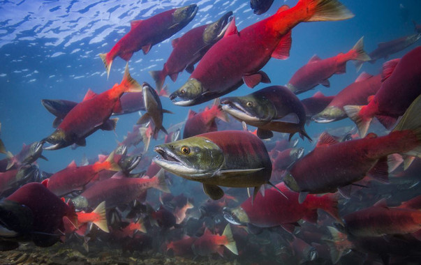 [:es]El cambio climático altera el ciclo vital de los salmones rojos del Pacífico [:]