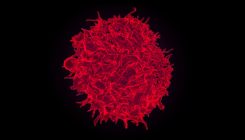[:es]Immune Cells Measure Time to Identify Foreign Proteins[:]