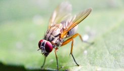 [:es]La mosca de la fruta revela una nueva forma de medir la consciencia[:]