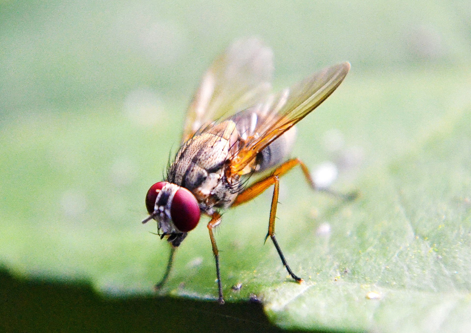 [:es]La mosca de la fruta revela una nueva forma de medir la consciencia[:]