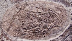 [:es]Out of Their Eggs, Into the Sky: How Baby Pterosaurs May Have Taken Flight [:]