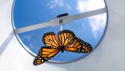 [:es]Monarch butterflies raised in captivity don’t migrate[:]