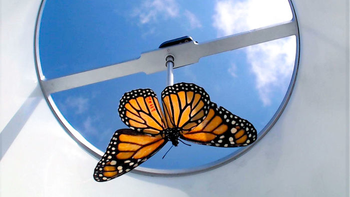 [:es]Monarch butterflies raised in captivity don’t migrate[:]