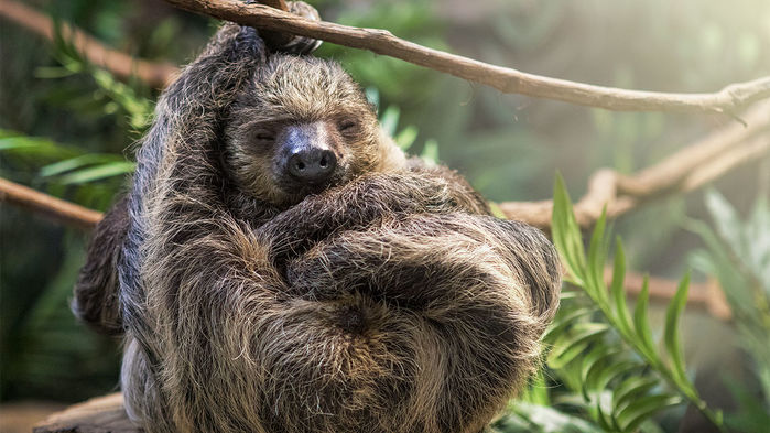 [:es]Ancient molecules reveal surprising details on origins of ‘bizarre’ sloths[:]