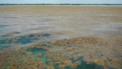 [:es]Un inmenso mar de sargazos florece en el océano dopado por fertilizantes[:]