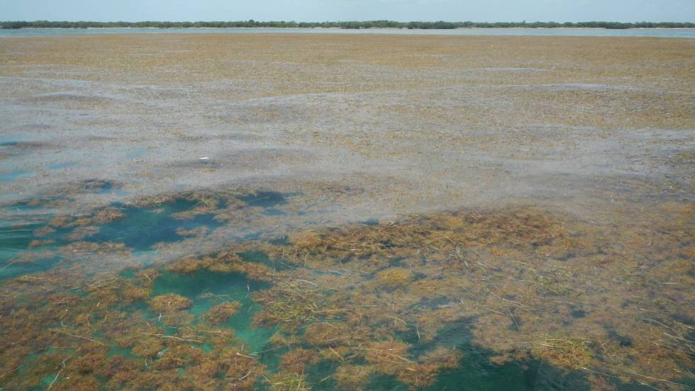 [:es]Un inmenso mar de sargazos florece en el océano dopado por fertilizantes[:]