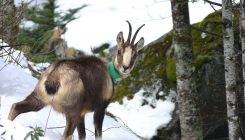 [:es]Los rebecos de los Pirineos inmunes a un virus letal[:]