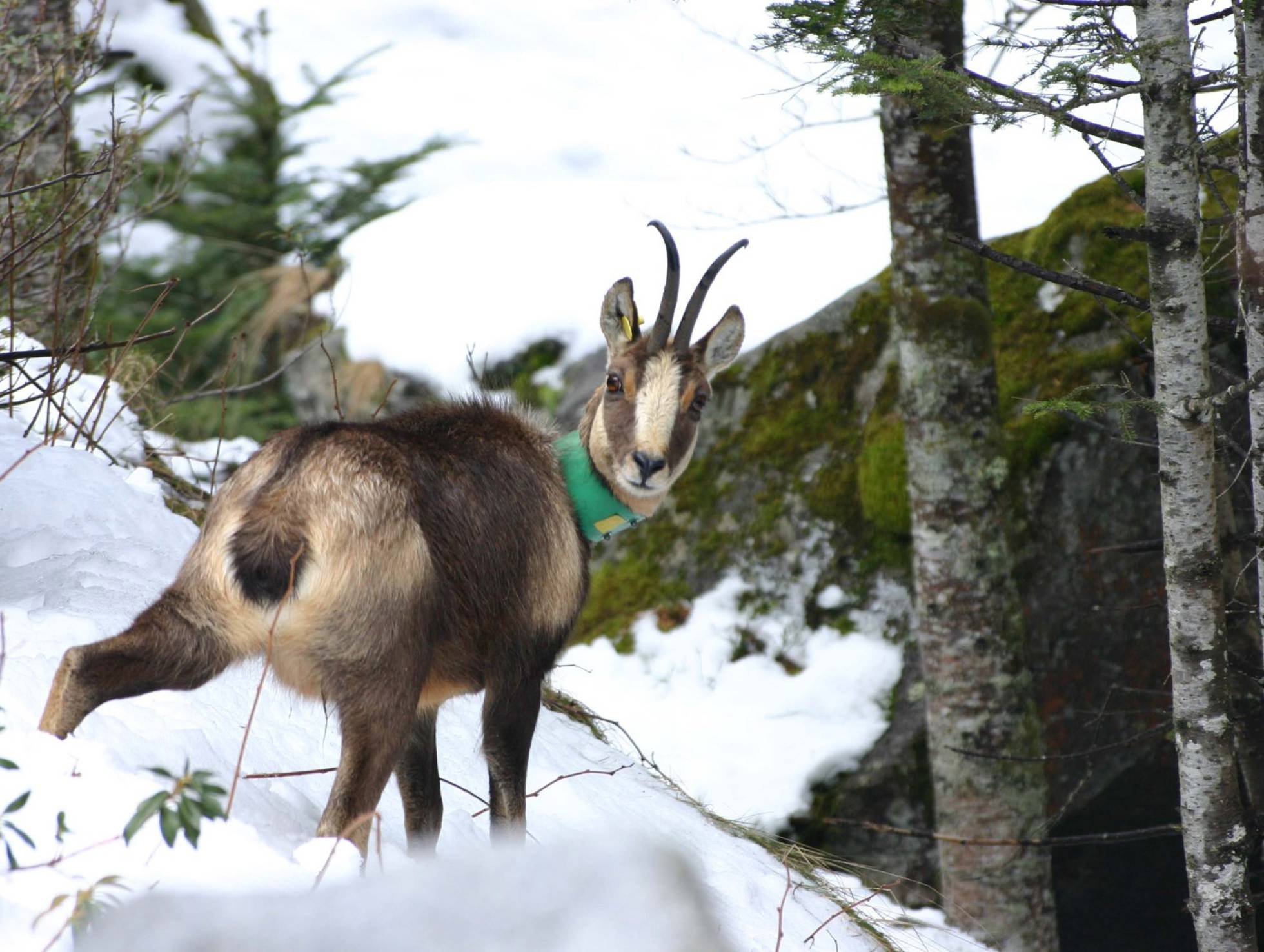 [:es]Los rebecos de los Pirineos inmunes a un virus letal[:]